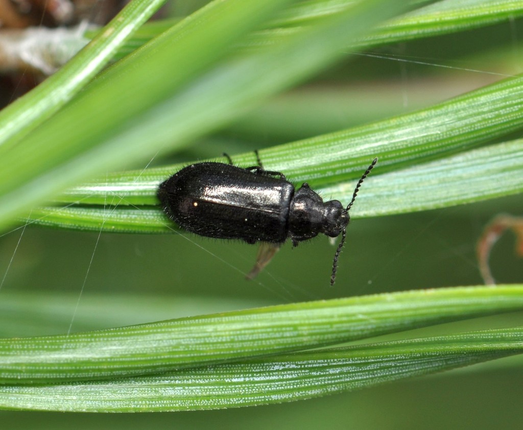 Dasytes obscurus