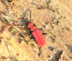 Cucujus cinnaberinus