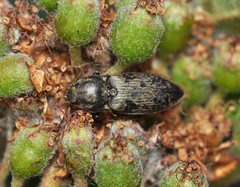 Prosternon tessellatum