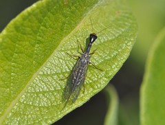 Xanthostigma xanthostigma