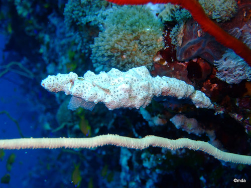 Bryaninops spongicolus observed 2017-05-02