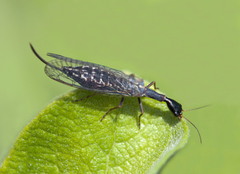 Xanthostigma xanthostigma