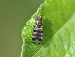 Ceroxys urticae