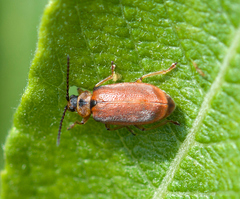 Galerucella calmariensis