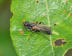Cordilura