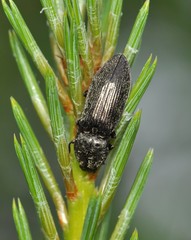 Paraphotistus impressus