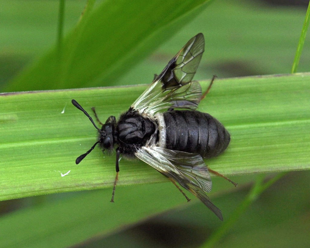 Blotch-winged Honeysuckle Sawfly