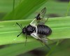 Blotch-winged Honeysuckle Sawfly - Photo (c) Andrei, some rights reserved (CC BY-NC), uploaded by Andrei