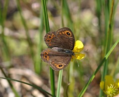 Lasiommata petropolitana