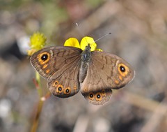Lasiommata petropolitana