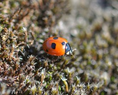 Coccinella quinquepunctata
