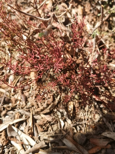 Hypericum empetrifolium (Hypericum empetrifolium)