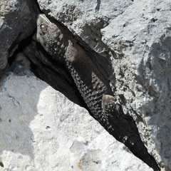Tarentola delalandii