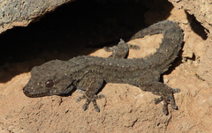 Tarentola delalandii