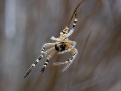 Neosparassus patellatus