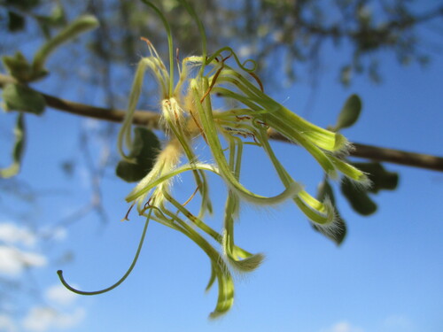 Image of Erianthemum Ngamicum (Erianthemum ngamicum) by no rights reserved