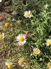 Aphanostephus ramosissimus