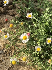 Aphanostephus ramosissimus