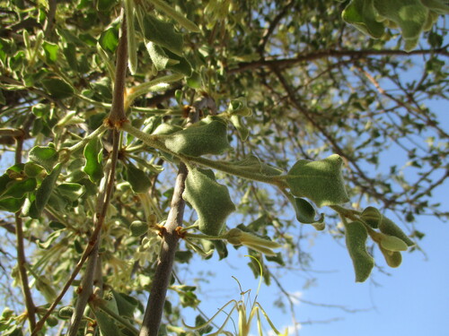 Image of Erianthemum Ngamicum (Erianthemum ngamicum) by no rights reserved