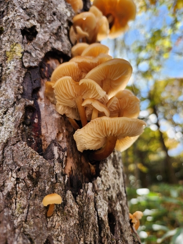 Flammulina velutipes