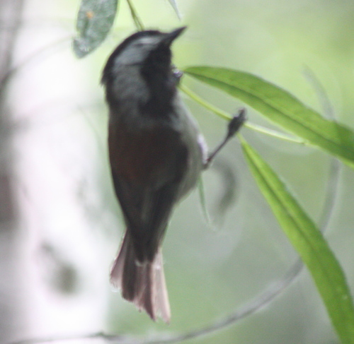 Poecile rufescens