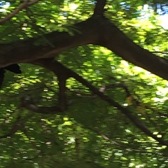 Corvus splendens