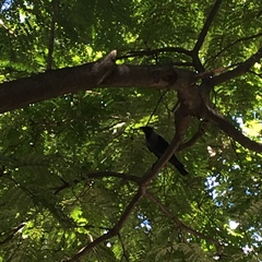 Corvus splendens