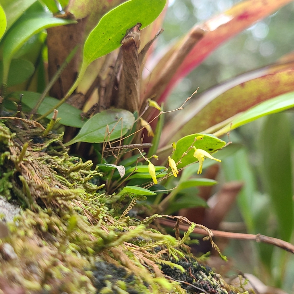 Specklinia fuegi