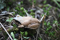 Arthroleptis stenodactylus