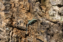 Holaspis laevis