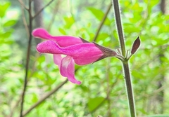Salvia dorisiana, photograph author not stated, no rights reserved