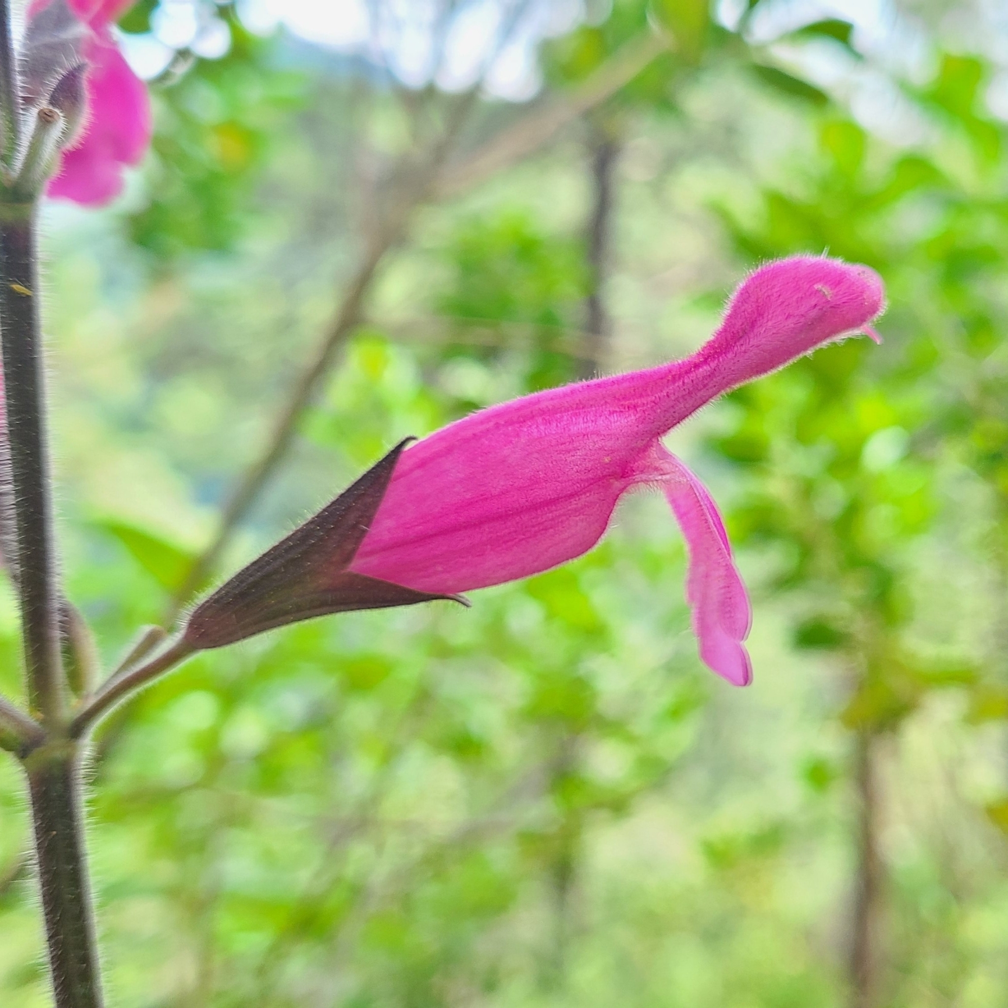 Imagem de sálvia-dorisiana