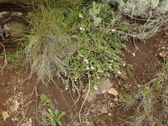 Jamesbrittenia breviflora