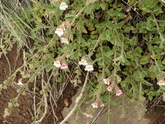 Jamesbrittenia breviflora