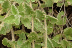 Jamesbrittenia breviflora