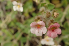 Jamesbrittenia breviflora