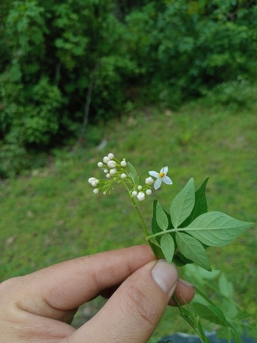 Solanum subvelutinum