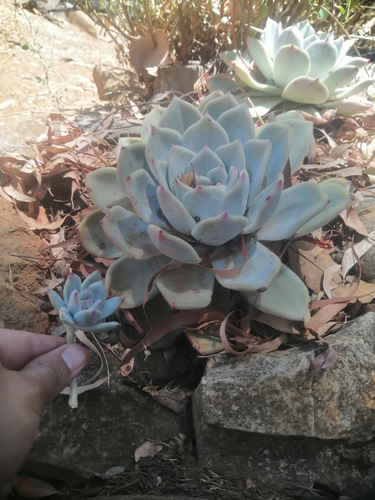 Imagem de Echeveria