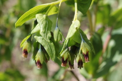 Cerinthe glabra