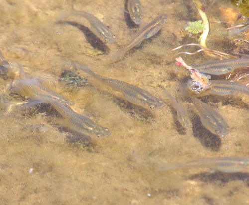 Gambusia affinis