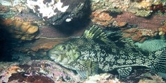 Aplodactylus arctidens