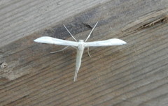 Hellinsia homodactylus