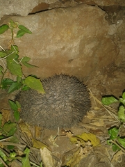Atelerix albiventris