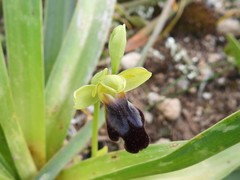Ophrys fusca iricolor