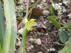 Ophrys fusca iricolor