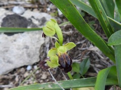 Ophrys fusca iricolor