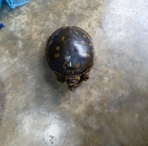 Indian Flapshell Turtle