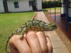 Chamaeleo dilepis