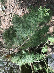 Chamaecyparis lawsoniana