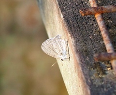 Catochrysops panormus